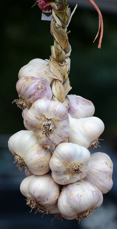 Garlic