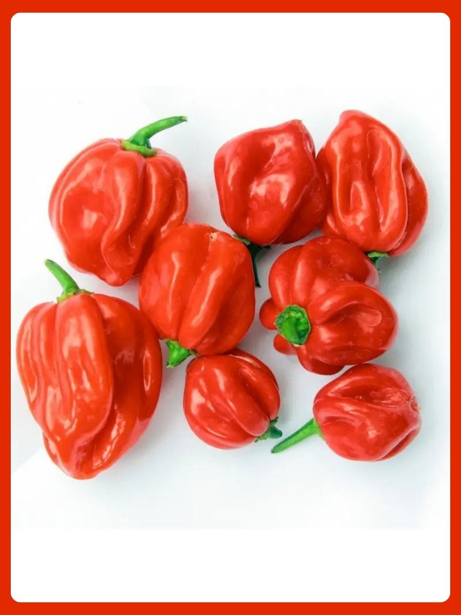 Scotch Bonnet